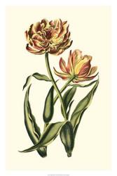 Vintage Tulips IV | Obraz na stenu