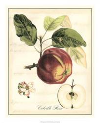 Tuscan Fruits I | Obraz na stenu