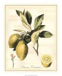 Tuscan Fruits II | Obraz na stenu