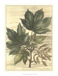 Weathered Maple Leaves II | Obraz na stenu