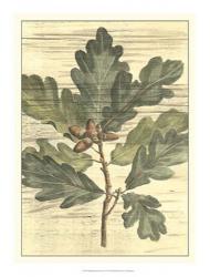 Weathered Oak Leaves I | Obraz na stenu