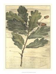 Weathered Oak Leaves II | Obraz na stenu