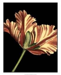 Vibrant Tulips I | Obraz na stenu