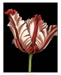 Vibrant Tulips II | Obraz na stenu