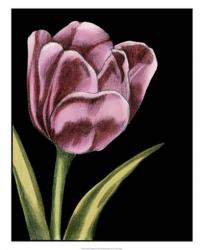 Vibrant Tulips III | Obraz na stenu