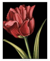 Vibrant Tulips IV | Obraz na stenu