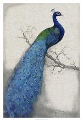 Peacock Blue I | Obraz na stenu