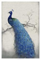 Peacock Blue II | Obraz na stenu