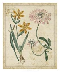 Botanical Repertoire I | Obraz na stenu