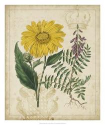 Botanical Repertoire III | Obraz na stenu
