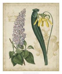Botanical Repertoire IV | Obraz na stenu