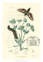 Naturalist's Montage I | Obraz na stenu