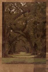 Low Country Trees I | Obraz na stenu