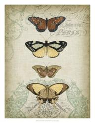 Cartouche & Butterflies I | Obraz na stenu