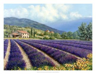 Fields Of Lavender | Obraz na stenu