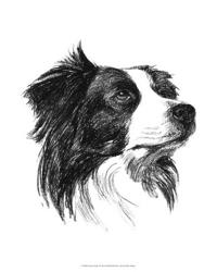 Canine Study I | Obraz na stenu
