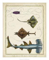 Antique Rays & Fish I | Obraz na stenu
