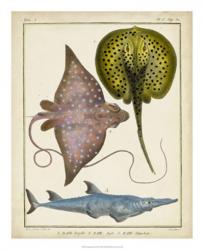 Antique Rays & Fish II | Obraz na stenu