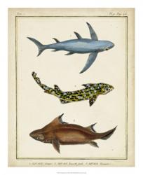 Antique Rays & Fish III | Obraz na stenu