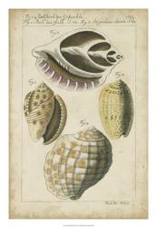 Vintage Shell Study I | Obraz na stenu