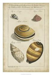 Vintage Shell Study IV | Obraz na stenu