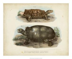 Antique Turtle Pair I | Obraz na stenu