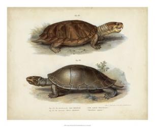 Antique Turtle Pair II | Obraz na stenu