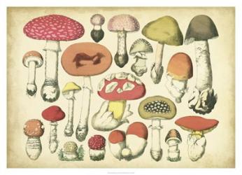 Vintage Mushroom Chart | Obraz na stenu