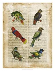 Antiquarian Parrots I | Obraz na stenu