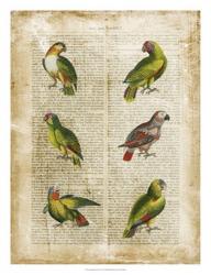 Antiquarian Parrots II | Obraz na stenu