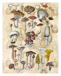 Mycological Study | Obraz na stenu