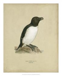 Antique Penguin I | Obraz na stenu