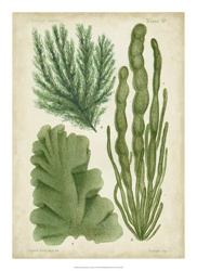 Seaweed Specimen in Green I | Obraz na stenu