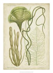 Seaweed Specimen in Green II | Obraz na stenu