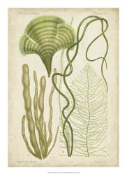 Seaweed Specimen in Green II | Obraz na stenu