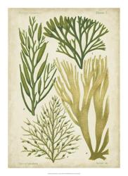 Seaweed Specimen in Green III | Obraz na stenu