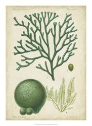Seaweed Specimen in Green IV | Obraz na stenu