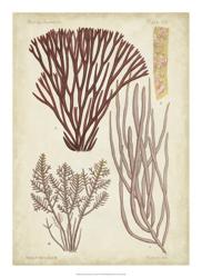 Seaweed Specimen in Coral I | Obraz na stenu