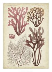 Seaweed Specimen in Coral II | Obraz na stenu