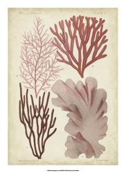 Seaweed Specimen in Coral III | Obraz na stenu