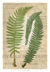 Fern Folio III | Obraz na stenu