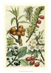 Fruits & Foliage III | Obraz na stenu