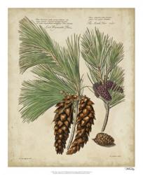 Antique Conifers II | Obraz na stenu