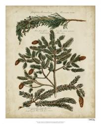 Antique Conifers IV | Obraz na stenu