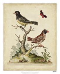 Edwards Bird Pairs I | Obraz na stenu