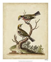 Edwards Bird Pairs II | Obraz na stenu