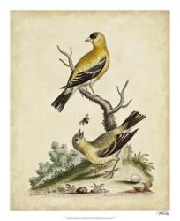 Edwards Bird Pairs III | Obraz na stenu