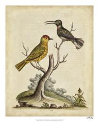 Edwards Bird Pairs IV | Obraz na stenu