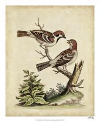 Edwards Bird Pairs VI | Obraz na stenu