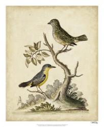 Edwards Bird Pairs VII | Obraz na stenu